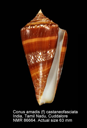 Conus amadis (f) castaneofasciata.jpg - Conus amadis (f) castaneofasciata Dautzenberg,1937